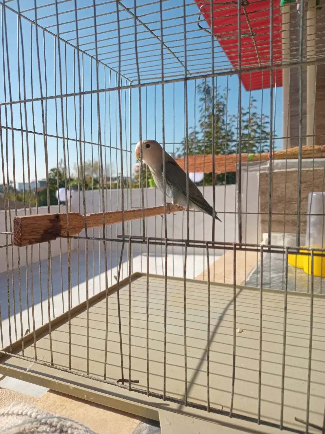 طوطی برزیلی نر رام|پرنده|قائمشهر, |دیوار