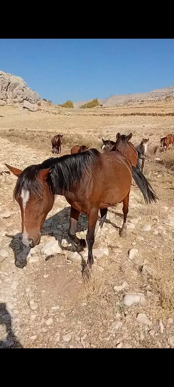 مادیان|اسب و تجهیزات اسب‌سواری|سپیدار, |دیوار