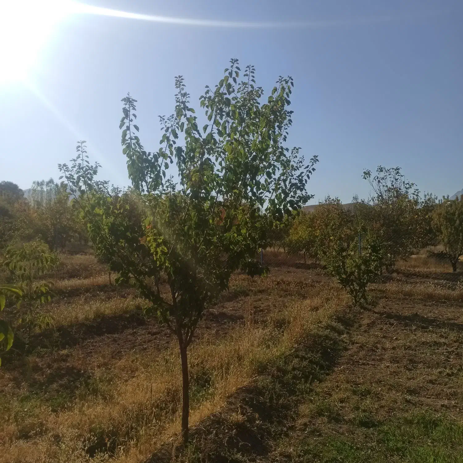 باغ فریدونشهر اصفهان|فروش دفتر صنعتی، کشاورزی، تجاری|فریدونشهر, |دیوار