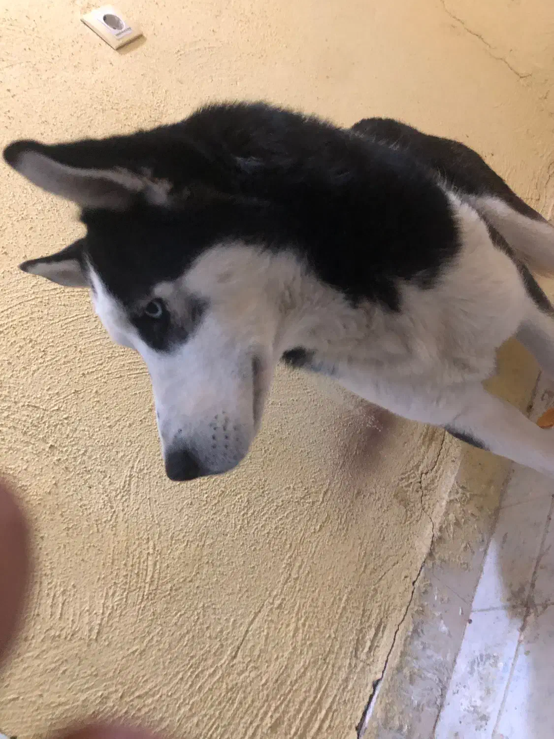 سگ هاسکی قیمت مناسب|سگ|سهند, |دیوار