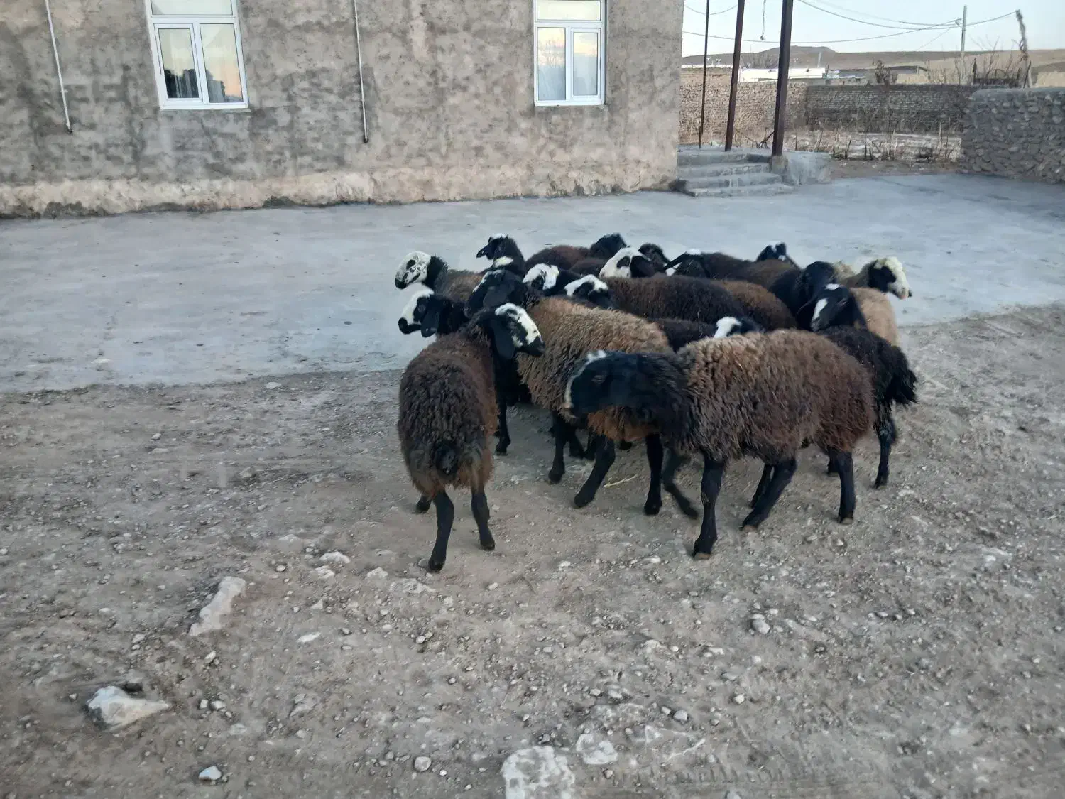 بره نر ماده دشتی|حیوانات مزرعه|دوتپه, |دیوار