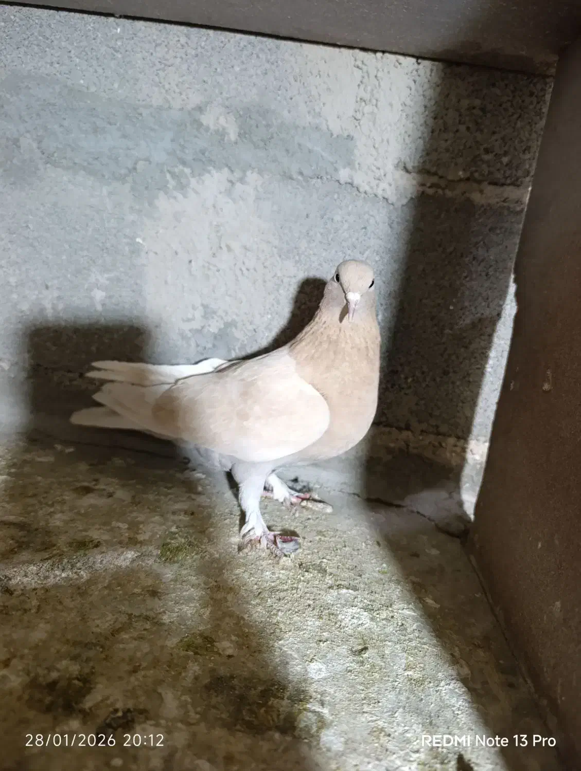 کفترتهرانی|پرنده|پاکدشت, پاکدشت (مامازند)|دیوار