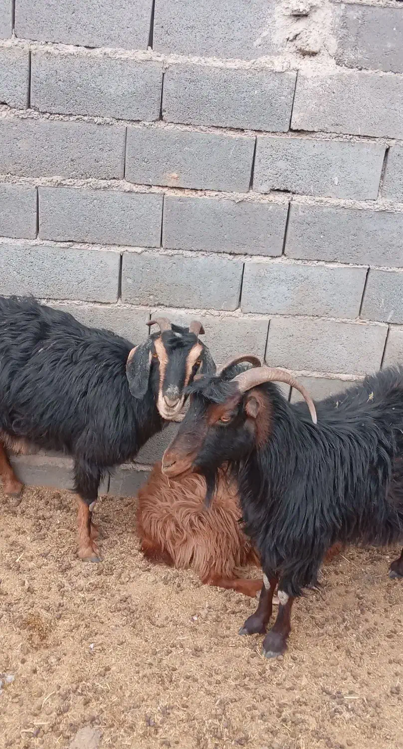 یک جفت بز آبست|حیوانات مزرعه|تربت جام, معدآباد|دیوار