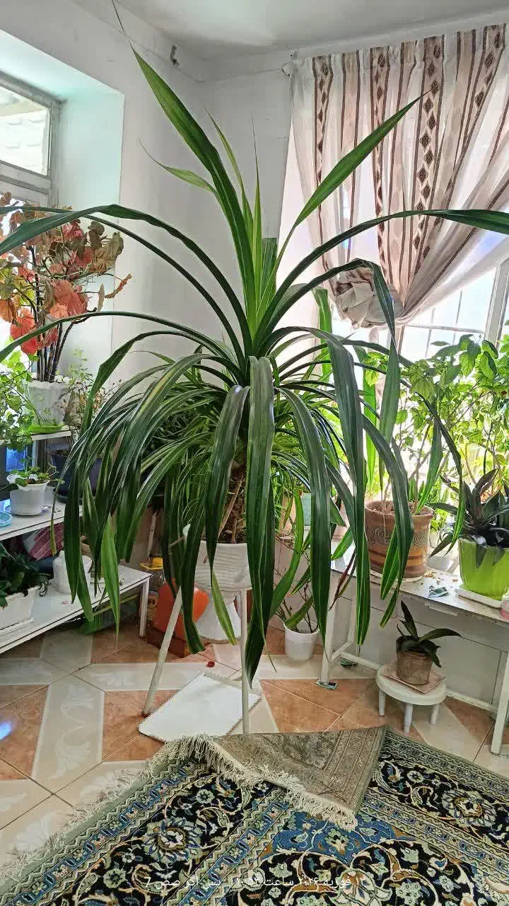 پاندانوس|گل و گیاه طبیعی|نیشابور, مازول|دیوار