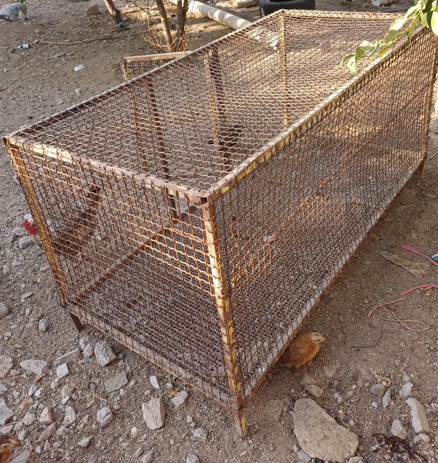 قفس جا مرغی|لوازم جانبی حیوانات|یاسوج, |دیوار