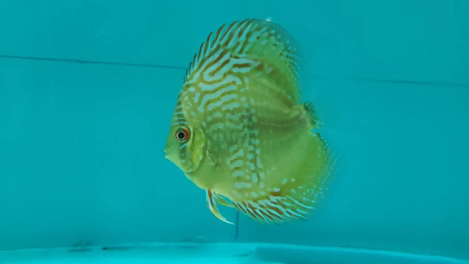 دیسکس|ماهی|بهارستان, |دیوار