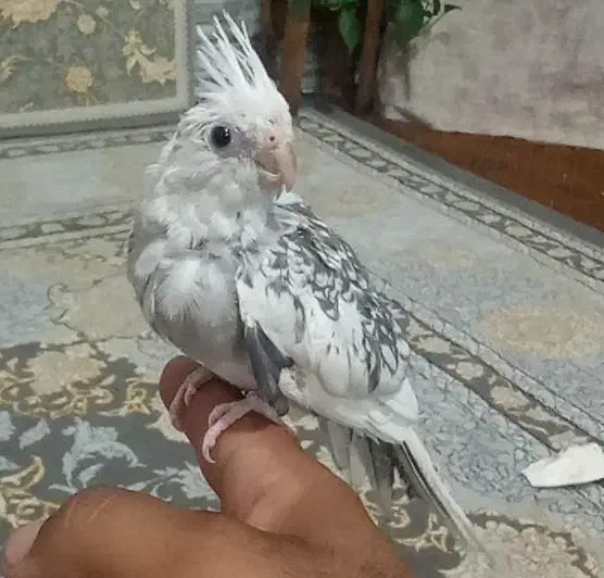 جوجه عروس دستی|پرنده|زاهدان, |دیوار