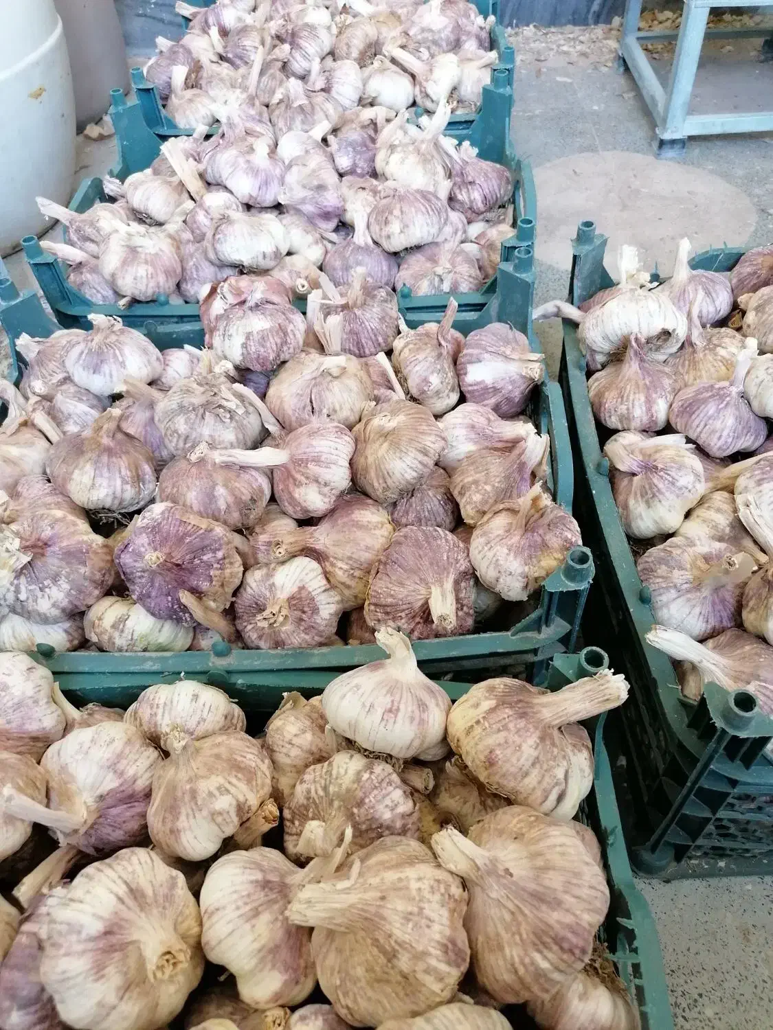 سیر زنجان وهمدان|خوردنی و آشامیدنی|شیراز, شهرک نیروی انتظامی|دیوار