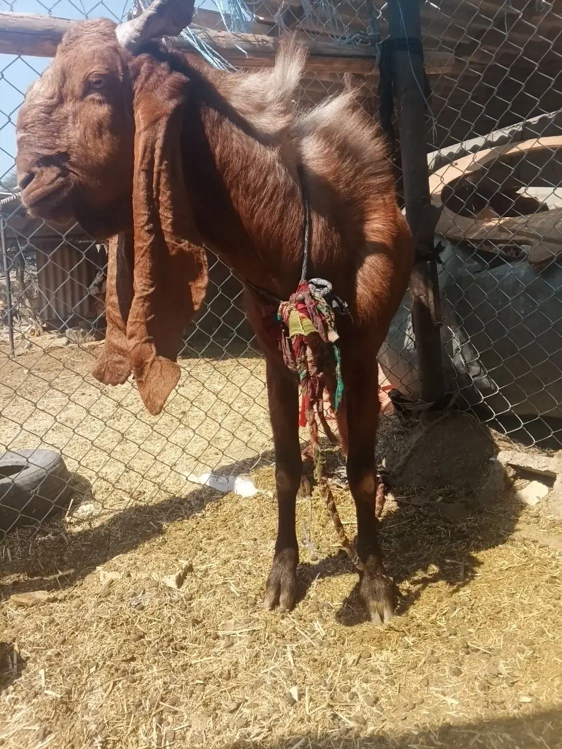 یک عدد بز نر سوسنگرد روستای مرعی|حیوانات مزرعه|سوسنگرد, |دیوار