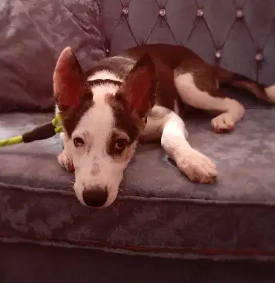 سگ گمشده در پارک تندرستی|حیوانات|فردیس, شهرک ناز|دیوار