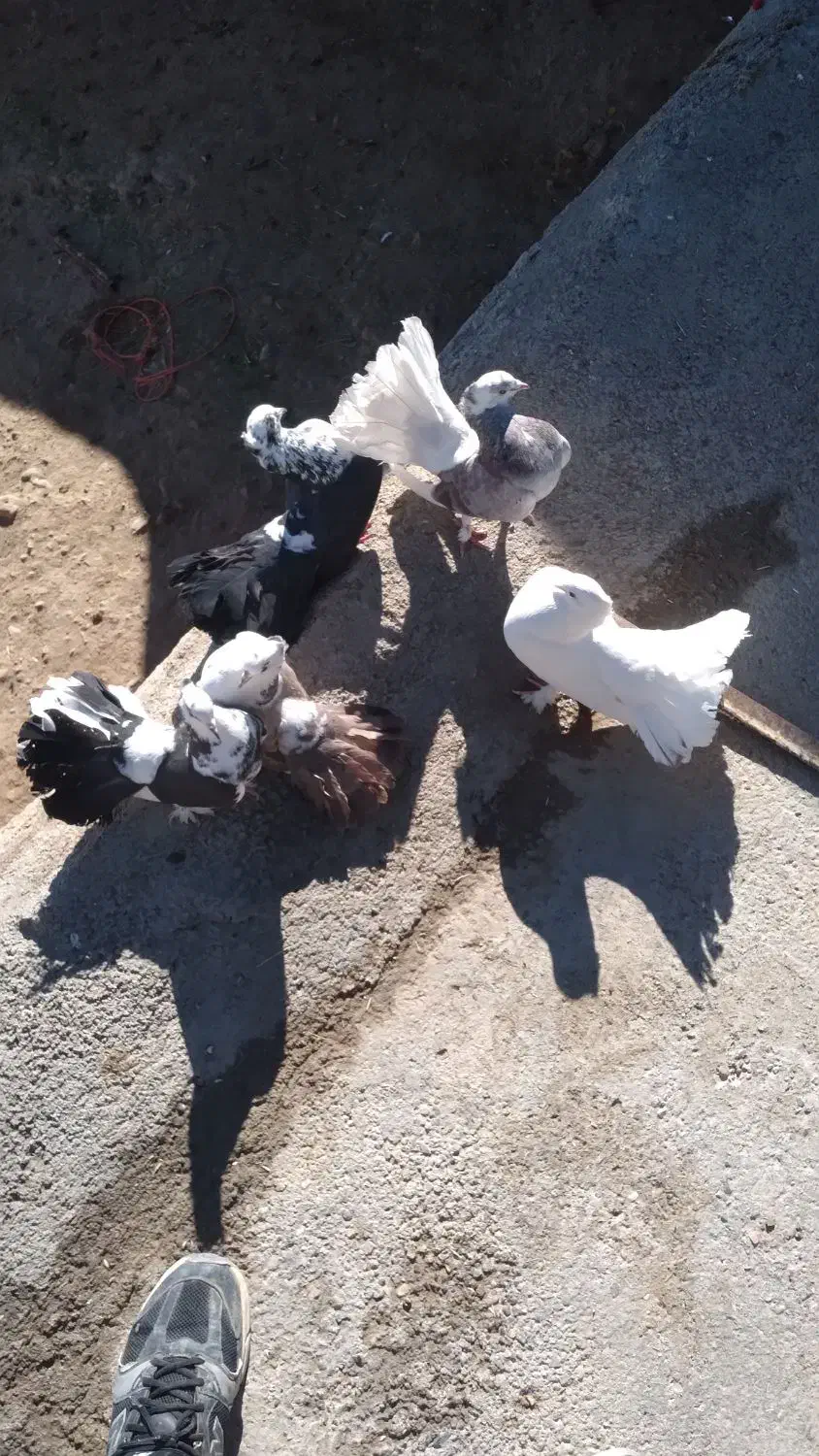 کبوتر دم چتری|پرنده|بزینه رود, |دیوار