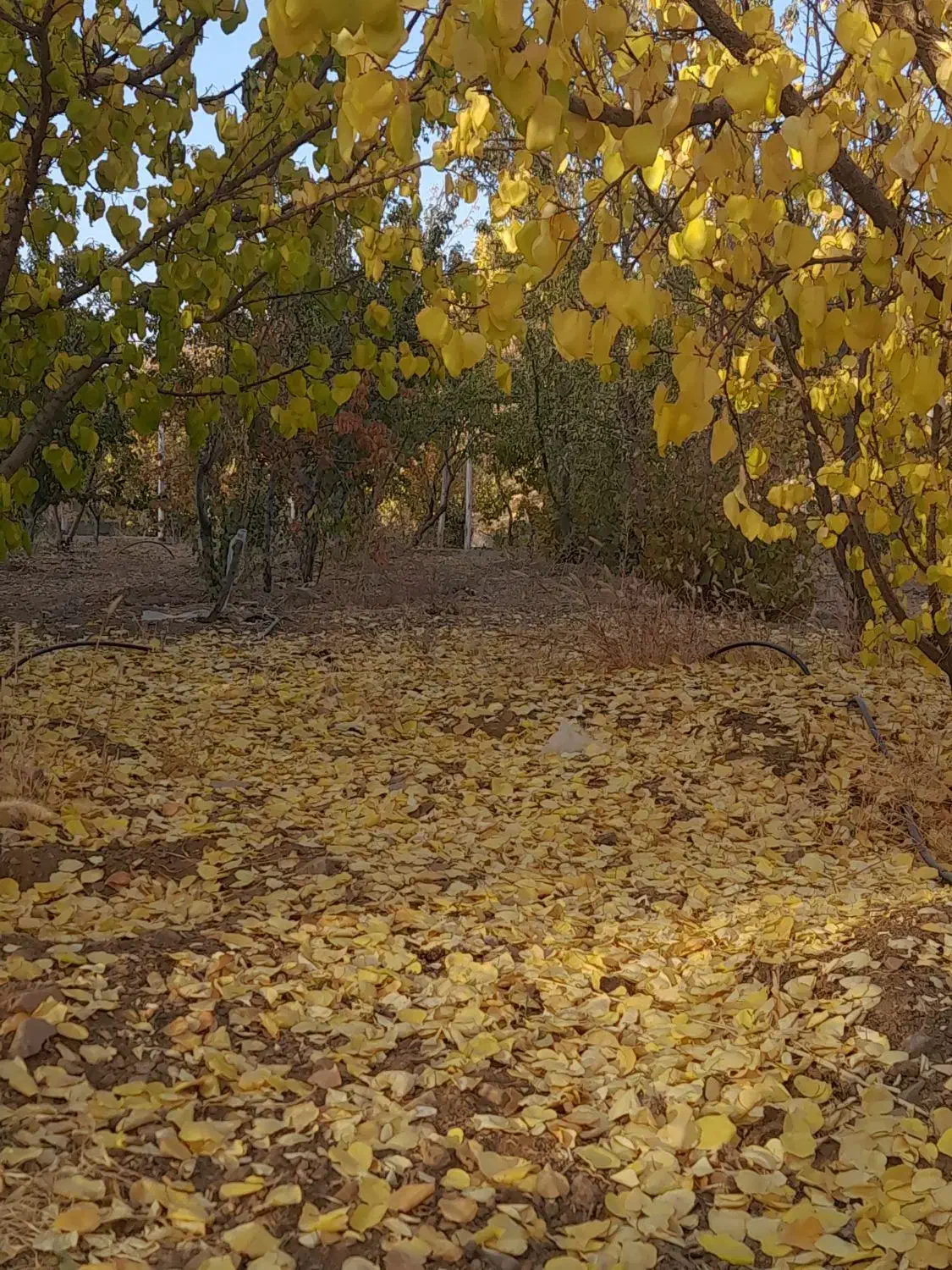 باغ ۱۰۰۰متری همراه با اتاق|فروش دفتر صنعتی، کشاورزی، تجاری|سامان, |دیوار