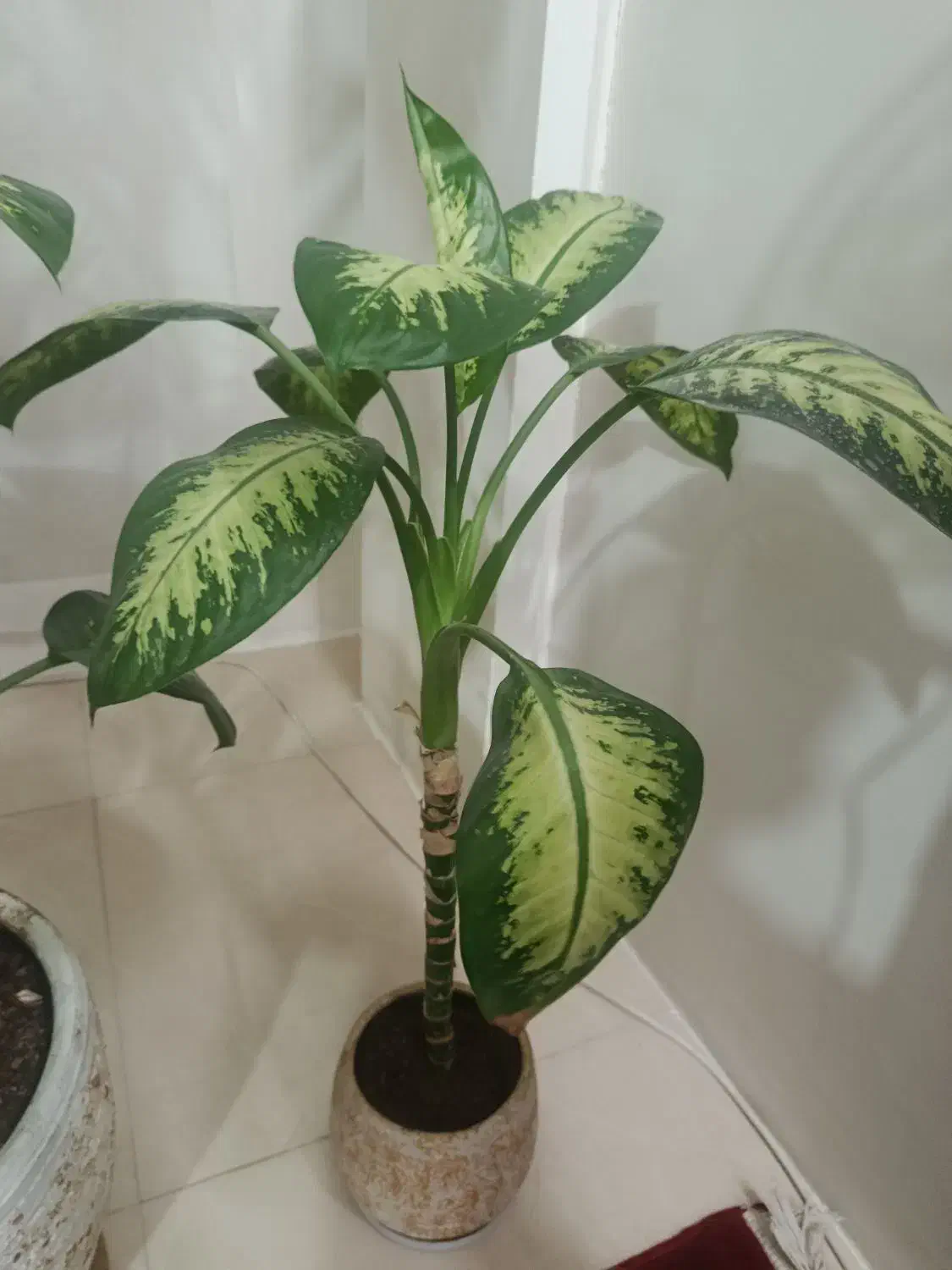 گل دیفین باخیال|گل و گیاه طبیعی|مشهد, کوشش|دیوار