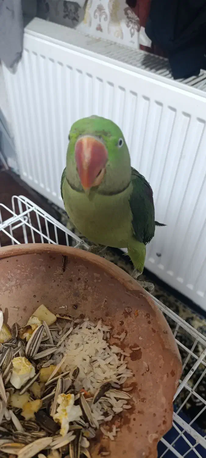 شاه طوطی نر|پرنده|کرمانشاه, |دیوار