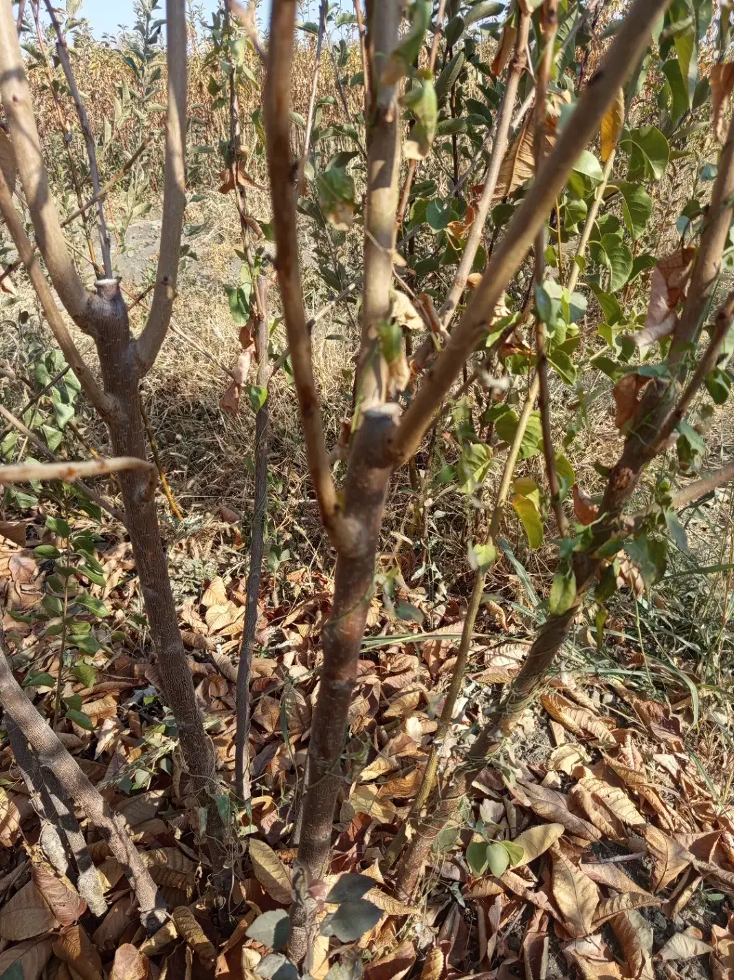 فروش نهال دوساله به تعداد 10/000|گل و گیاه طبیعی|میاندوآب, |دیوار