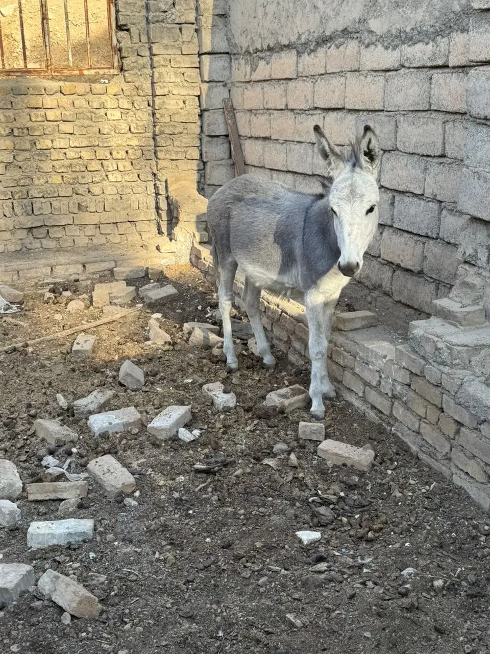 خر . الاغ|حیوانات مزرعه|هشتگرد, هیو|دیوار