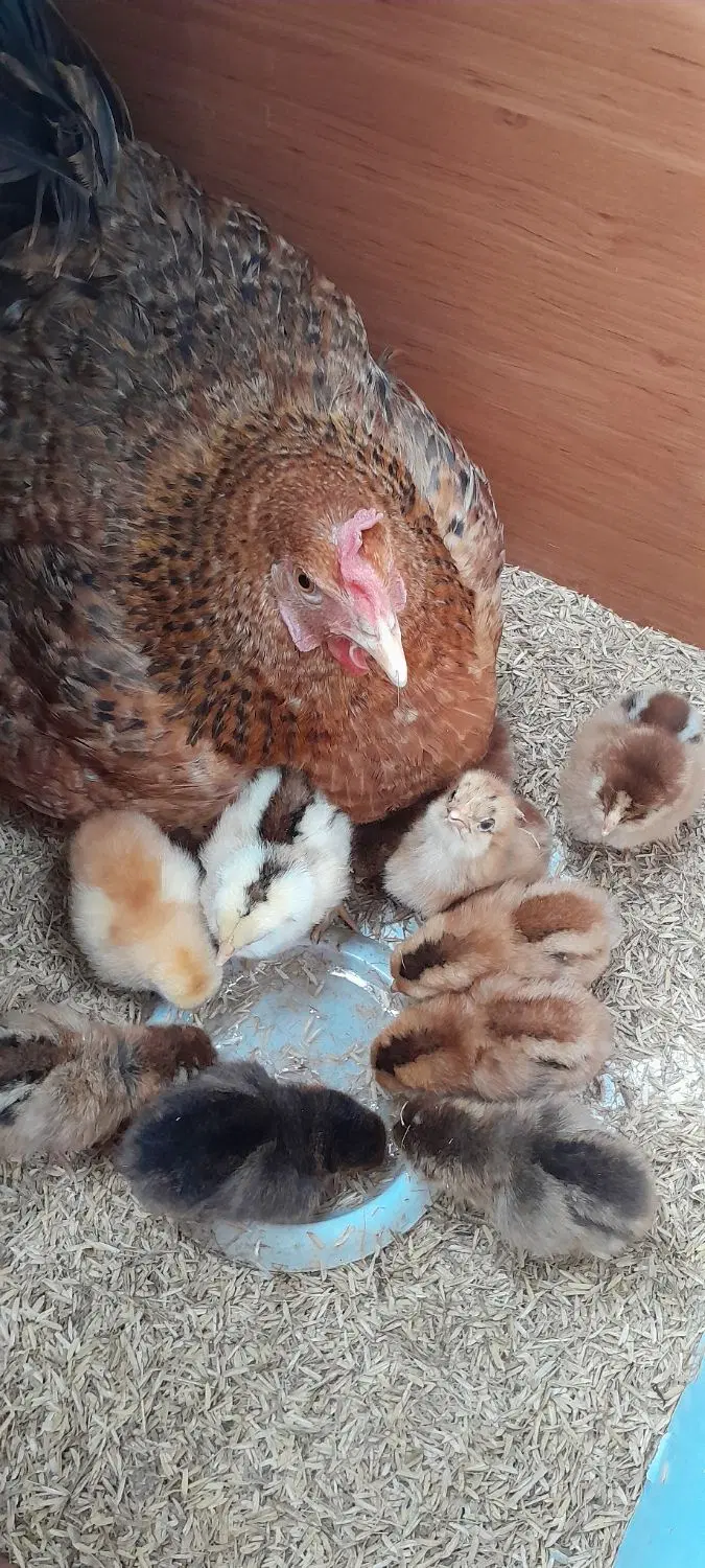 جفت کن|لوازم جانبی حیوانات|خرم‌آباد (تنکابن), |دیوار