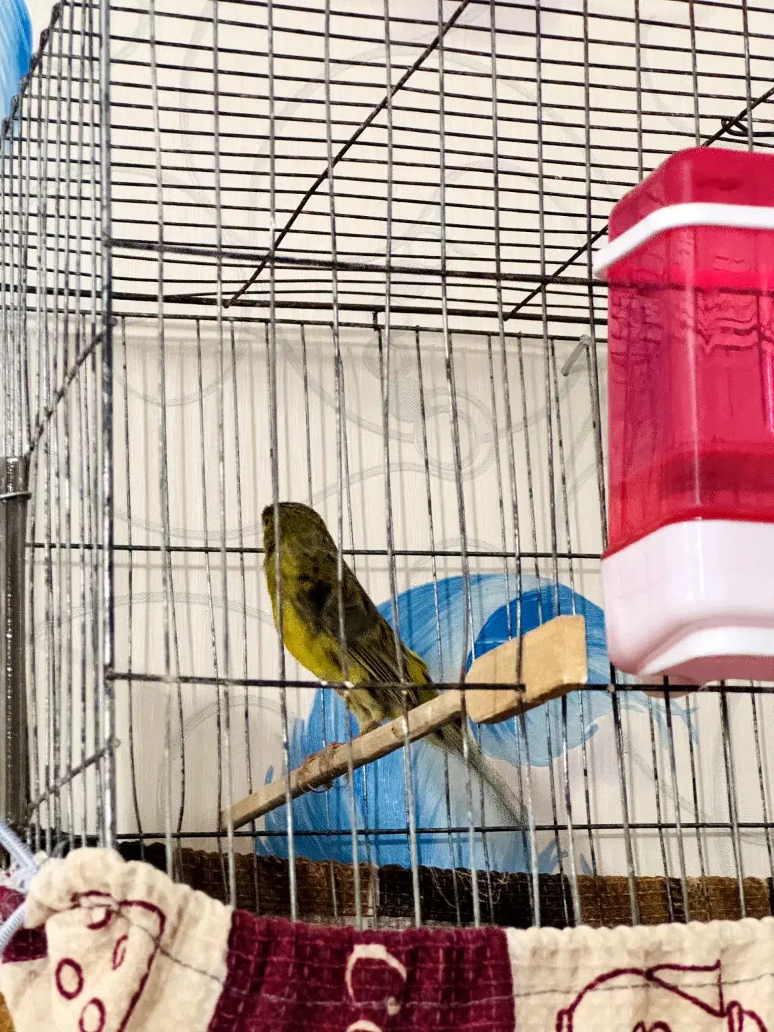 نر قناری|پرنده|داراب, |دیوار