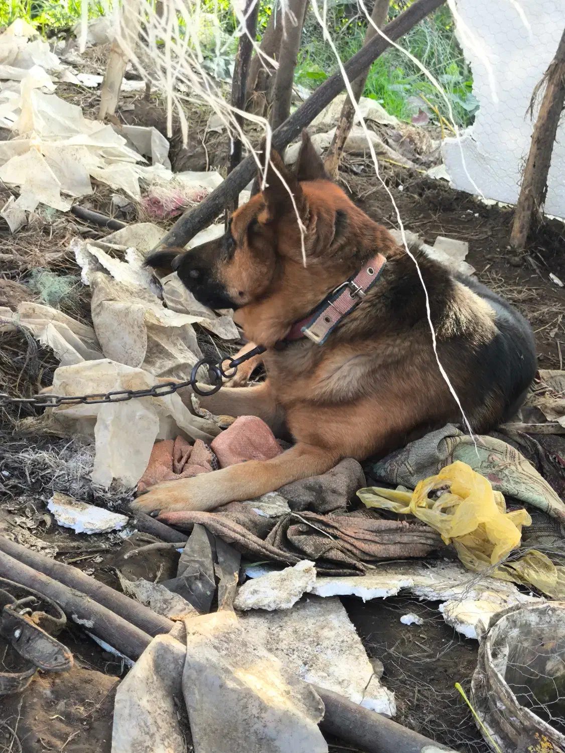 سگ ژرمن|سگ|لنگرود, |دیوار