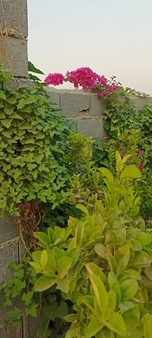 باغ ۹ دی کمربندی|فروش زمین و ملک کلنگی|اندیمشک, |دیوار