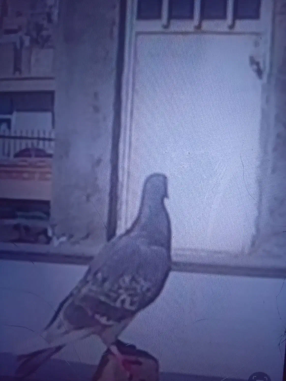 کفتر سبز|حیوانات|سبزوار, قصبه غربی|دیوار