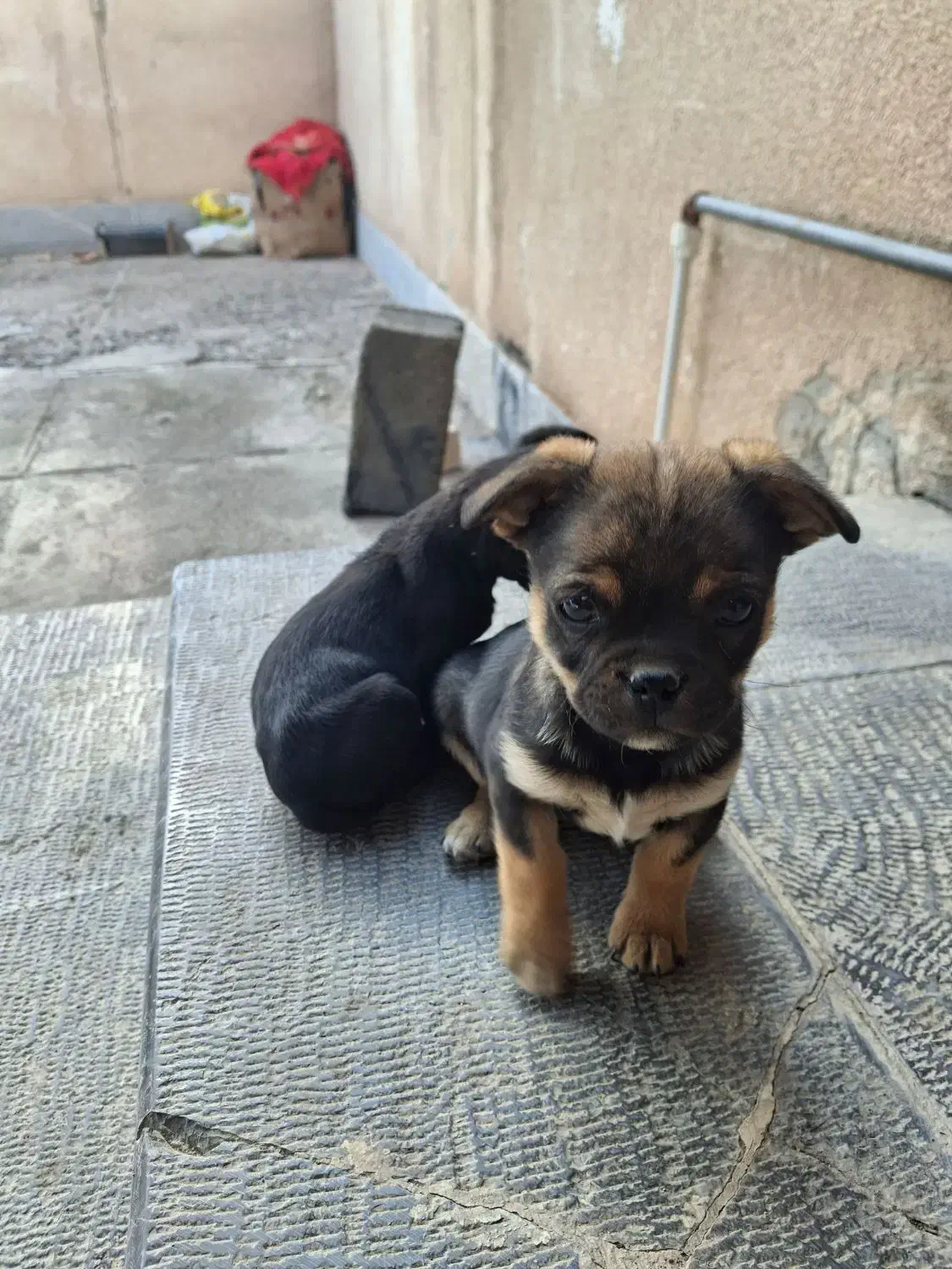 سگ پاکوتاه کوتاه باهوش.جیرفت|سگ|جیرفت, |دیوار