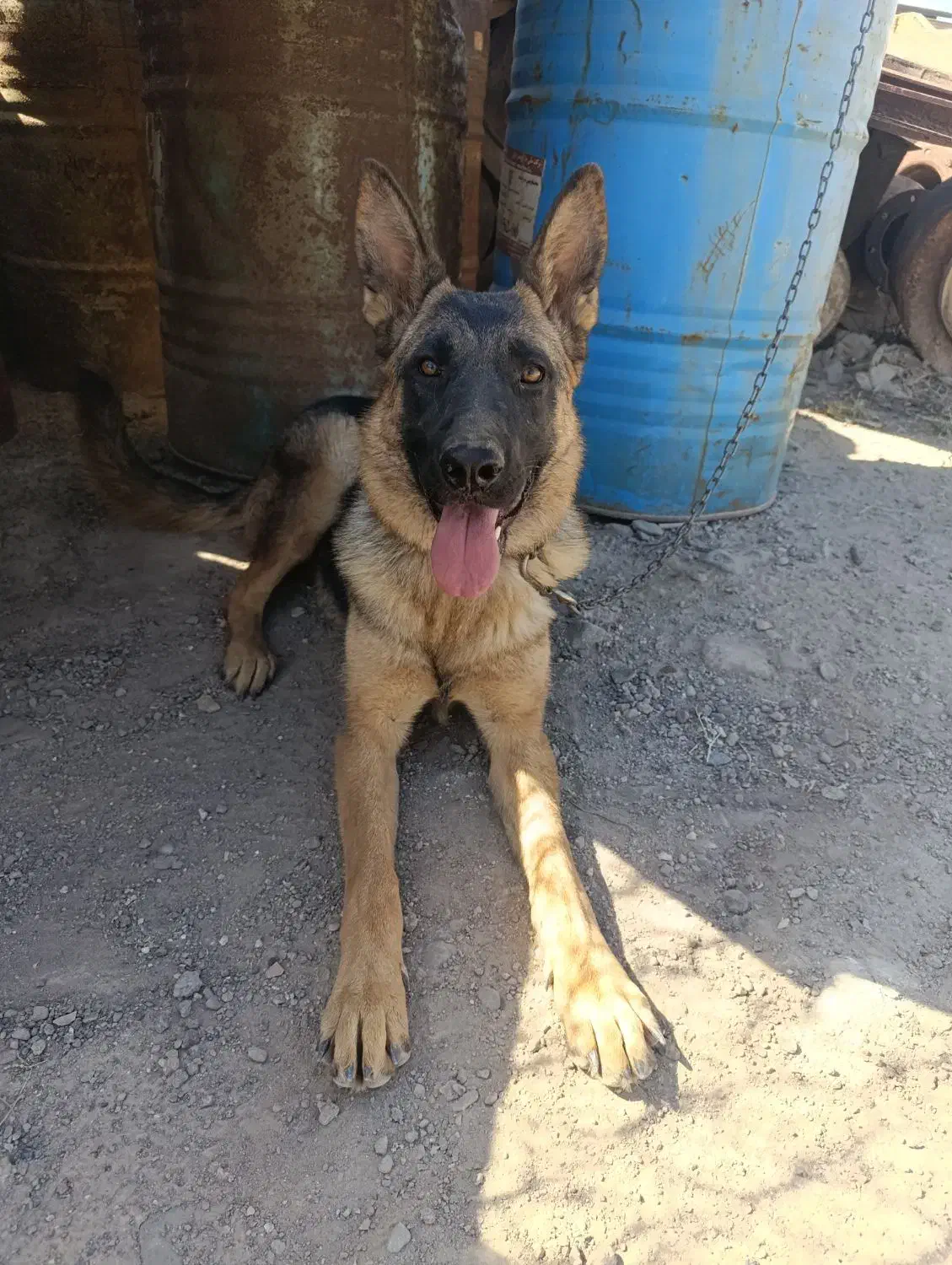 ژرمن ماده|سگ|قزوین, |دیوار