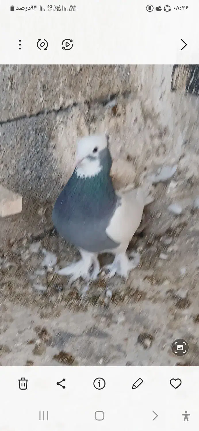 طوقی ماده|پرنده|شیراز, کفترک|دیوار