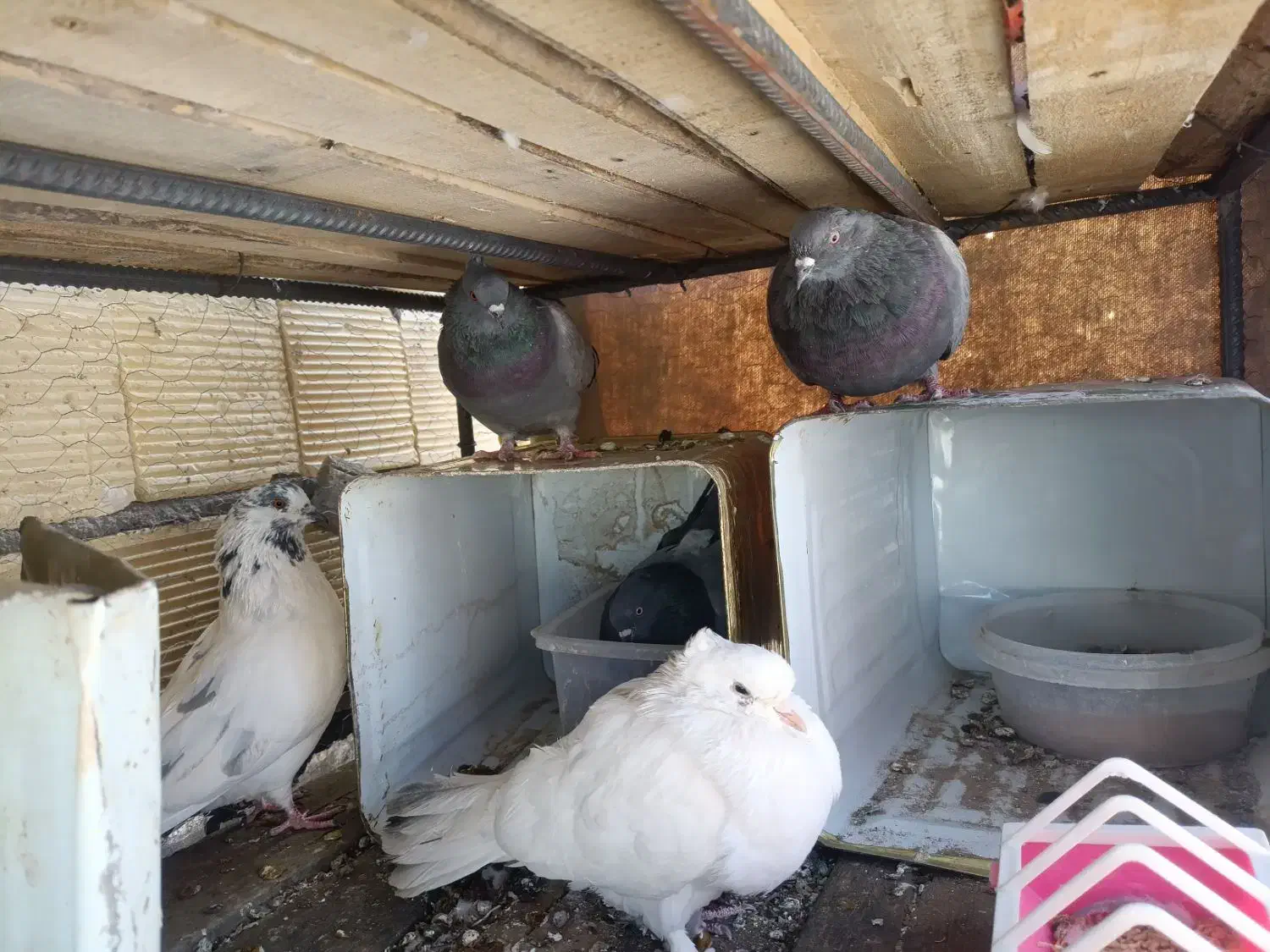 کبوتر|پرنده|دهاقان, |دیوار