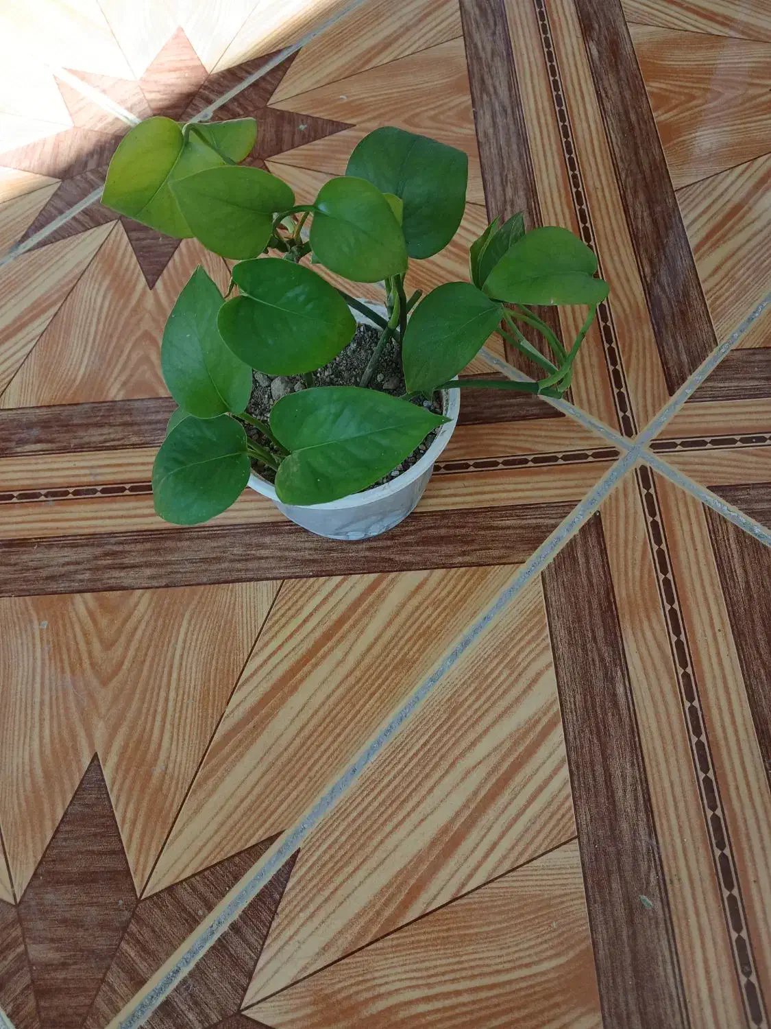 چهار نمونه گل  با هم 120|گل و گیاه طبیعی|ایذه, |دیوار