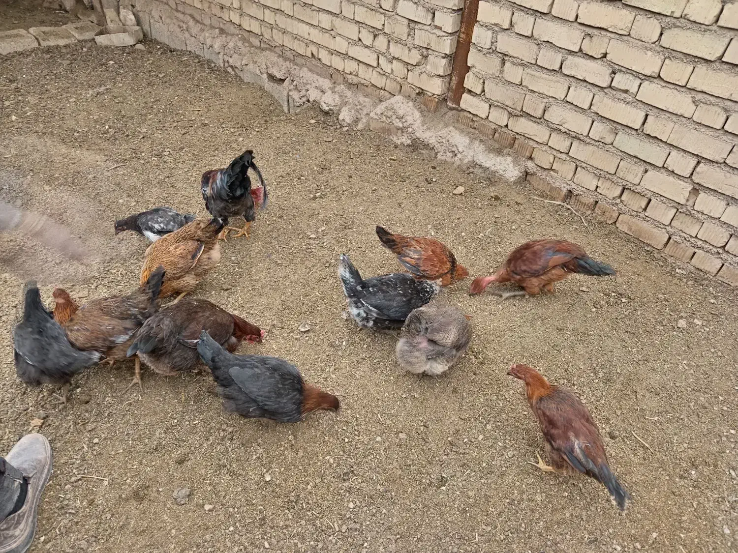 فروش مرغ محلی تخم گذار و خروس محلی|حیوانات مزرعه|شیراز, کیان آباد|دیوار