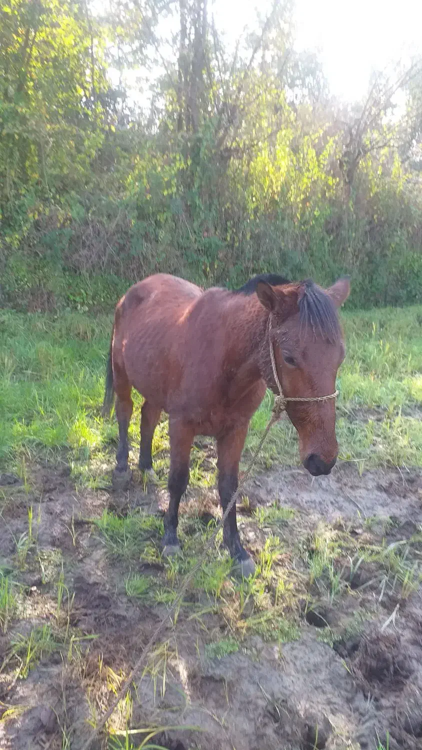 اسب نریان چهارسال|اسب و تجهیزات اسب‌سواری|املش, |دیوار