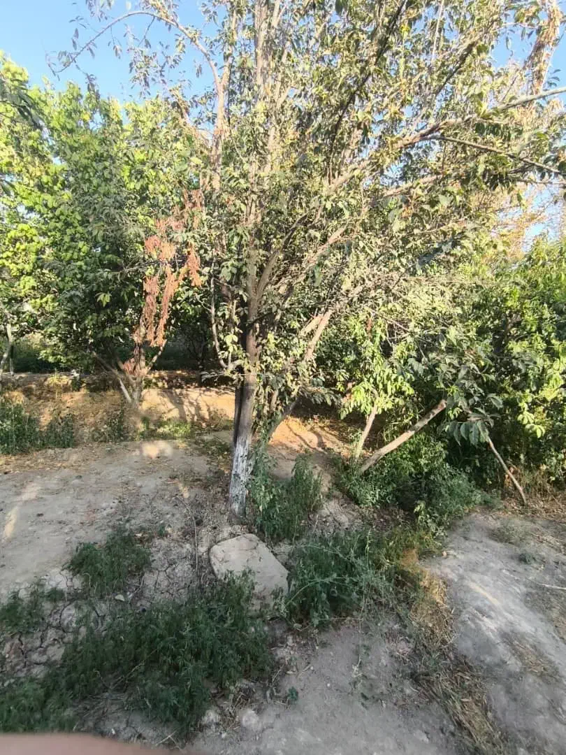 *فروش فوری زمین به متراژ ۴۰۰ متر  در محمدشهر *|فروش زمین و ملک کلنگی|محمدشهر, عباس آباد|دیوار