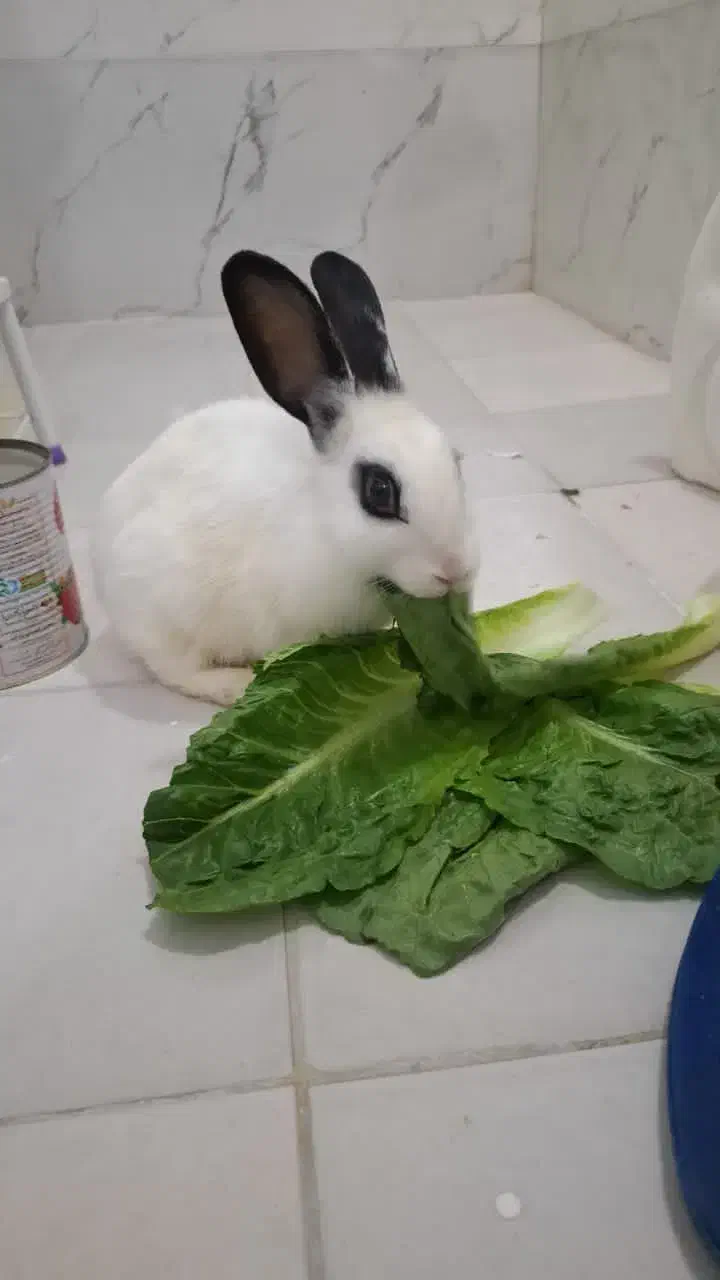 خرگوش|موش و خرگوش|اسلام‌شهر, شهرک واوان|دیوار