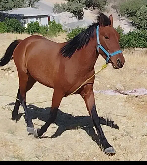 کره اسب سه سال|حیوانات مزرعه|یاسوج, |دیوار