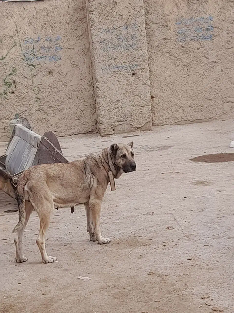 سگ سرابی|سگ|قهدریجان, |دیوار