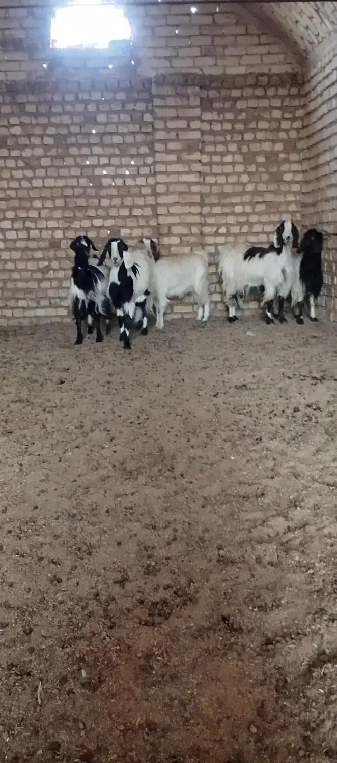 پنج تا کولار آبستن دورگ مشتری واقعی فقط تماس|حیوانات مزرعه|آران و بیدگل, |دیوار