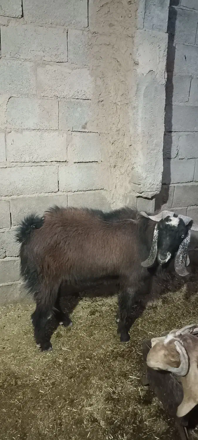 یک راس نری|حیوانات مزرعه|داراب, |دیوار