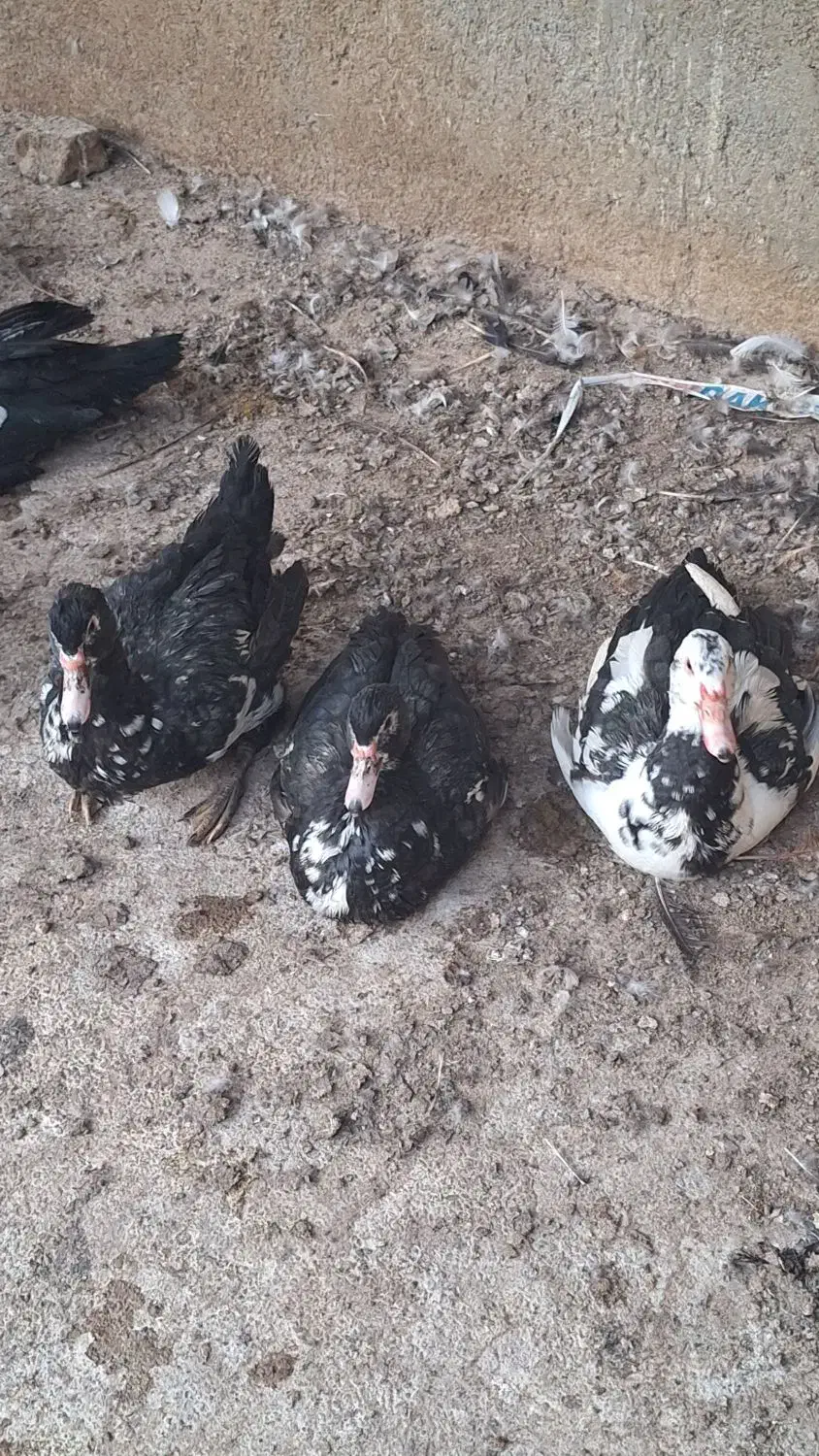 اردک روسی ماده|حیوانات مزرعه|جوادآباد, |دیوار