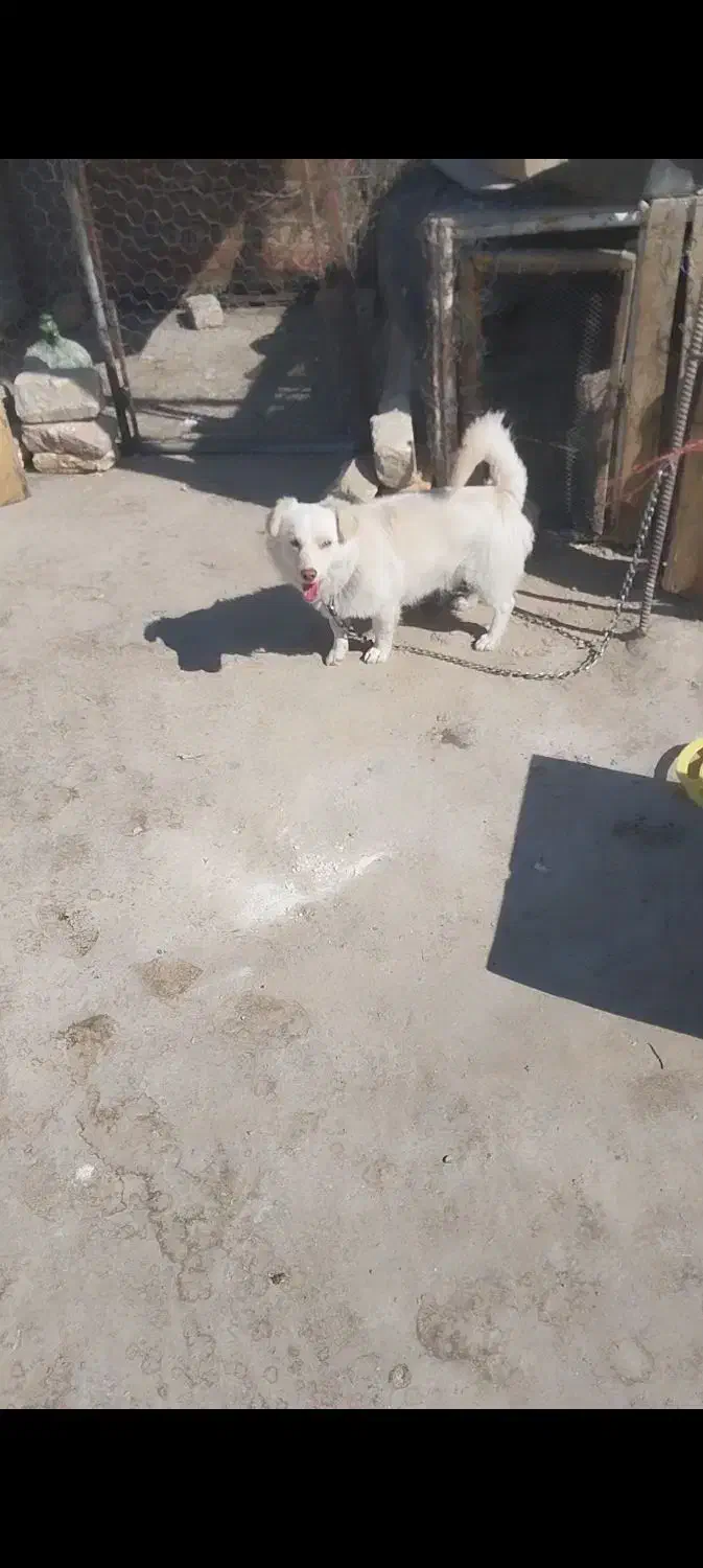 سگ پاپی اشپیتز|سگ|پیر بکران, |دیوار