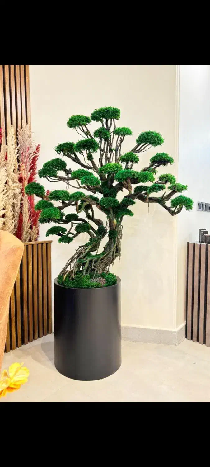 بنسای و درخت جاودان با خزه و گل طبیعی بدون مراقبت|گل مصنوعی|تهران, بهارستان|دیوار