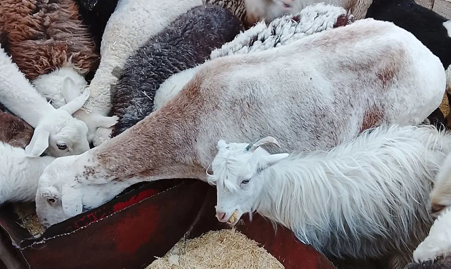 میش چینی آبستن|حیوانات مزرعه|کرمان, |دیوار