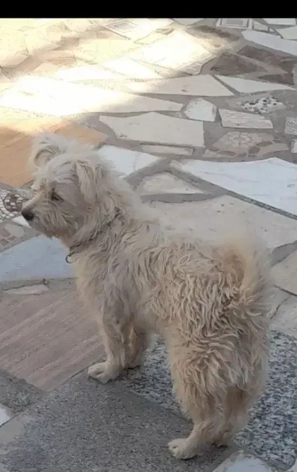 فروشی قیمت ۲ تومان|سگ|جیرفت, |دیوار