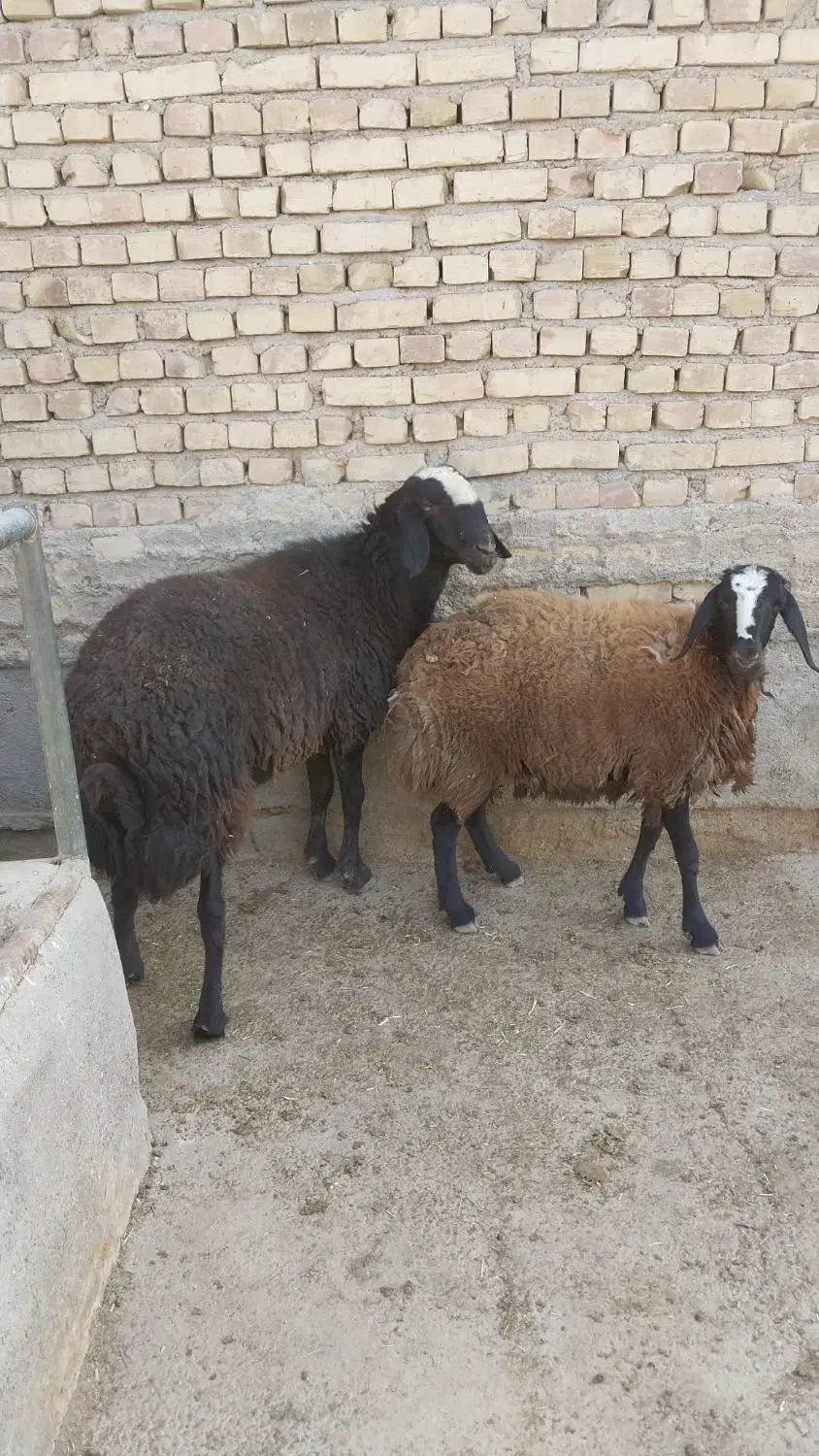 فروشی|حیوانات مزرعه|رامند, |دیوار