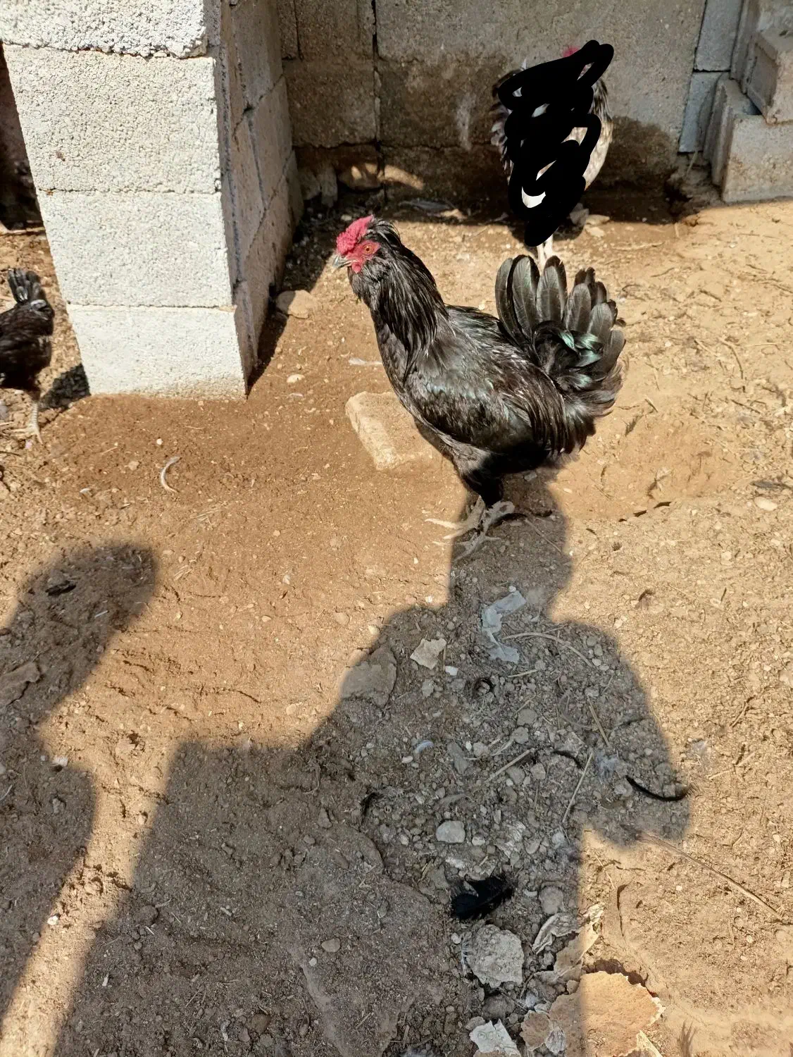 خروس مشکی پر روغنی|حیوانات مزرعه|خورموج, |دیوار