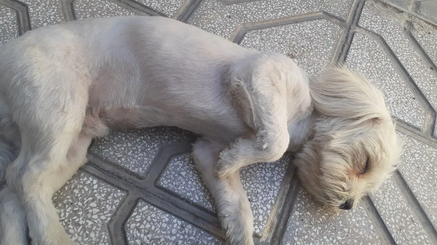 سگ.|سگ|بیرجند, |دیوار