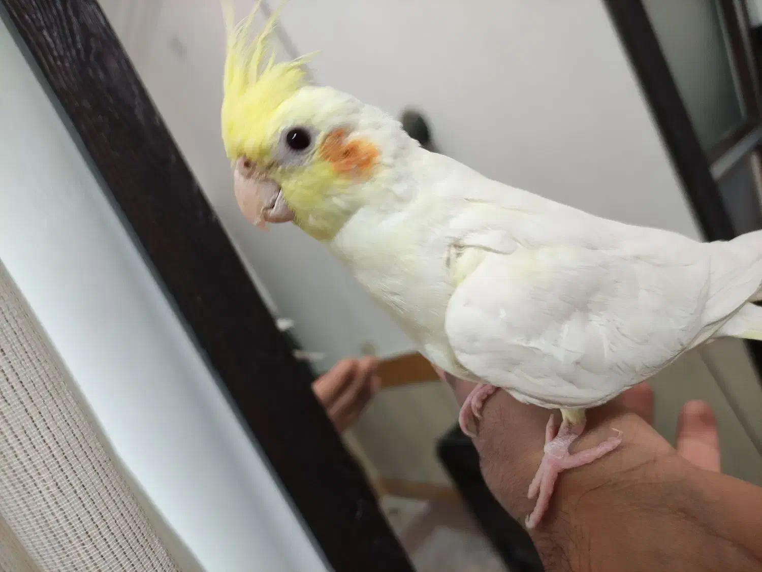 عروس هلندی لونتیوسخنگو|پرنده|علیآباد کتول, |دیوار