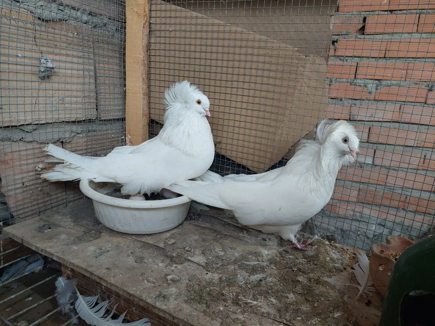 دو جفت کبوتر عروس|پرنده|ارطه, |دیوار