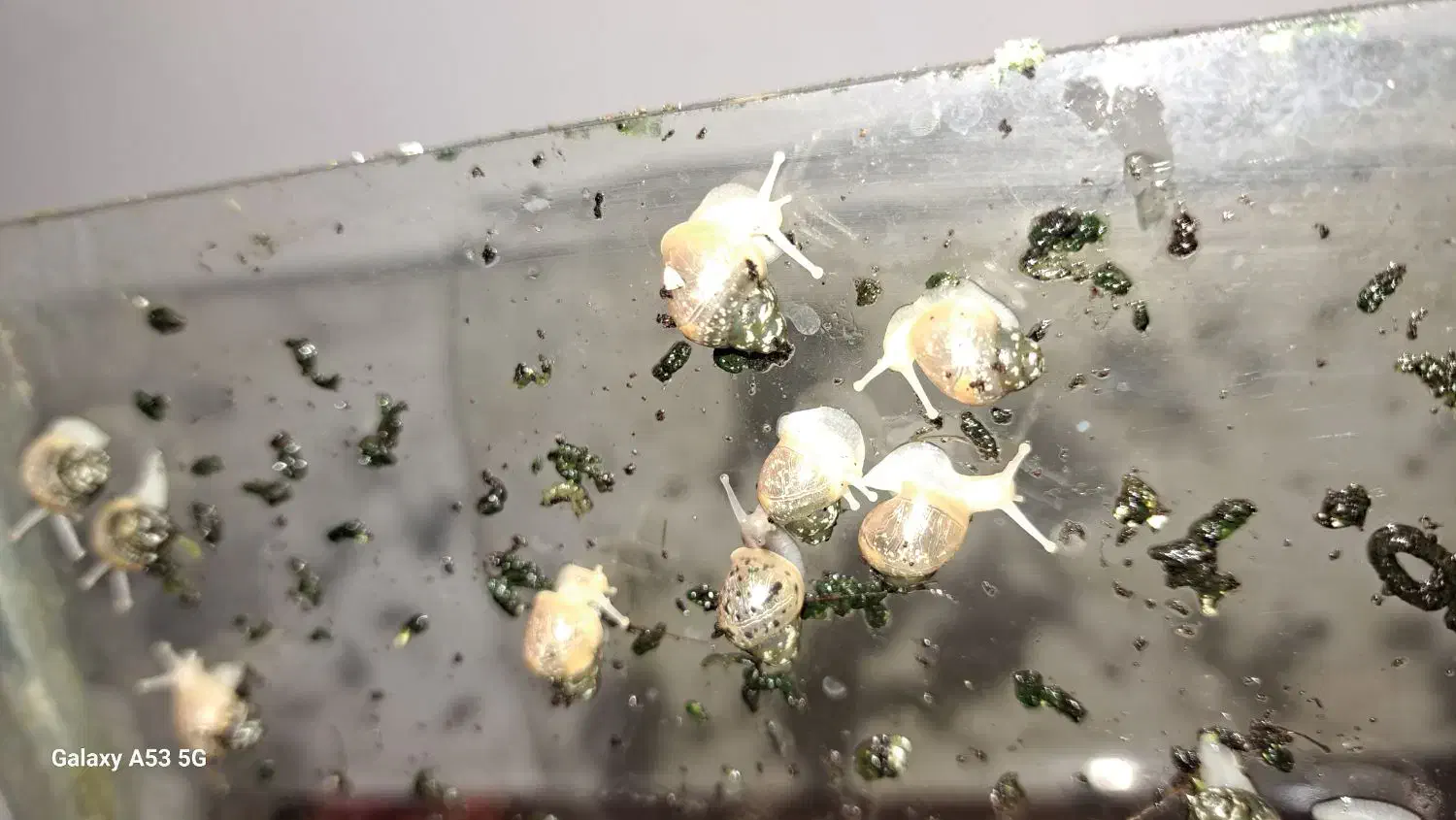 حلزون سایز کوچک|خزنده|فردیس, فردیس|دیوار