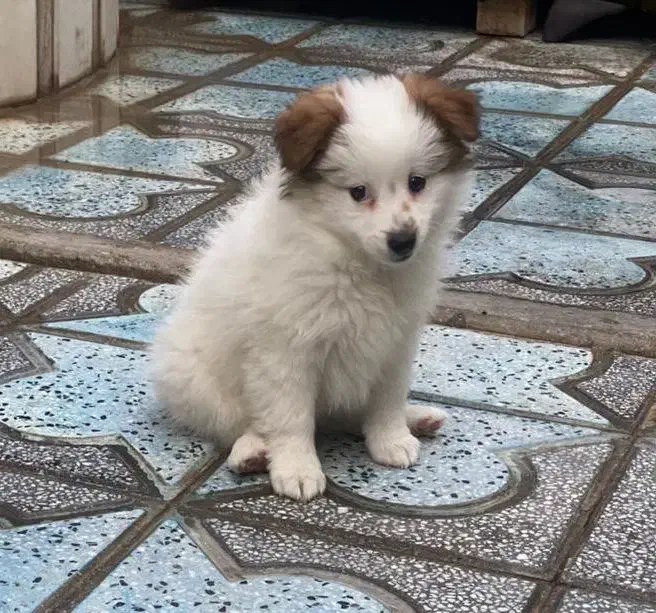 سگ پاپی دو رگه شیتزو|سگ|نیریز, |دیوار